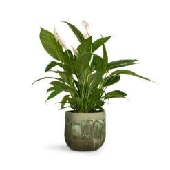 Moon Plant Pot - Jungle -Garden Potted Plant Shop Spathiphyllum Vivaldi Peace Lily 17x70cm Moon Plant Pot Jungle 23x20cm