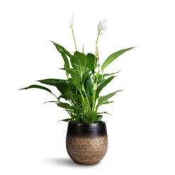 Mya Plant Pot - Deep Champagne -Garden Potted Plant Shop Spathuphyllum Vivaldi Peace Lilly 17x70cm Mya Plant Pot Deep Champagne 22x20cm 19b64121 cf7f 4fd1 ba41 a9d0bed2a136