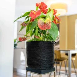 Stefan Plant Baskets - Set Of 3 - Black -Garden Potted Plant Shop Stefan Plant Basket Black Houseplant