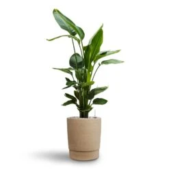 Chao Plant Pot - Concrete -Garden Potted Plant Shop Strelitzia nicolai Bird of Paradise Hydroculture 26 25 x 140cm Chao Plant Pot Concrete 27.5 x 31.5cm 00f73198 d1b9 48ee 8c27 58cbceb491d8