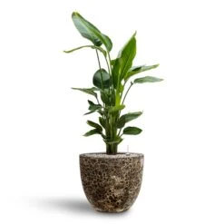 Lava Couple Relic Planter - Black 16 Lava Couple Relic Planter - Black -Garden Potted Plant Shop Strelitzia nicolai Bird of Paradise Hydroculture 26 25 x 140cm Lava Couple Relic Planter Black 37 x 34cm 7913072b 904a 4688 8948 346b2115b336