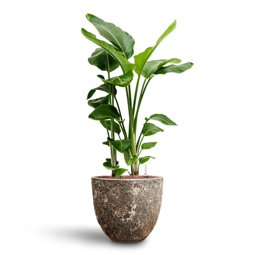 Lava Couple Relic Planter - Rust 6 Lava Couple Relic Planter - Rust - Image 6