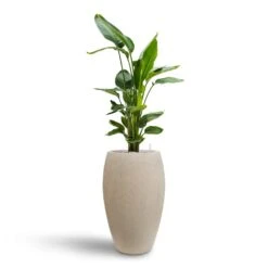 Raindrop Tall Balloon Planter - Stone -Garden Potted Plant Shop Strelitzia nicolai Bird of Paradise Hydroculture 26 25 x 140cm Raindrop Tall Balloon Planter Stone 37 x 60cm 006ff816 0692 4d8c b25b 5f61a9160b58