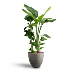 Grigio Egg Pot Planter - Natural Concrete -Garden Potted Plant Shop Strelitzia nicolai Bird of Paradise Hydroculture 28 19 x 100cm Grigio Egg Pot Planter Natural Concrete 40 x 36cm a07386ec cb63 4db4 9583 b2f12f0ff838