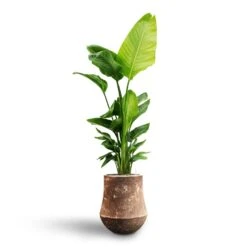 Polystone Coated Darcy Planter - Rock -Garden Potted Plant Shop Strelitzia nicolai Bird of Paradise Hydroculture Polystone Coated Darcy Planter Rock