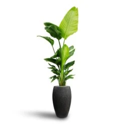 Raindrop Tall Balloon Planter - Anthracite -Garden Potted Plant Shop Strelitzia nicolai Bird of Paradise Hydroculture Raindrop Tall Vase Planter Anthracite