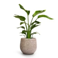 Ryan Plant Pot - White Black -Garden Potted Plant Shop Strelitzia nicolai Giant White Bird Of Paradise 17x60cm Ryan Plant Pot White Black 26x26cm