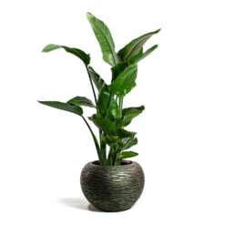 Luxe Lite Wrinkle Globe Planter - Bronze -Garden Potted Plant Shop Strelitzia nicolai Giant White Bird of Paradise Luxe Lite Wrinkle Globe Planter Bronze