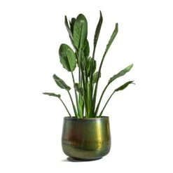 Elisa Metal Plant Pots - Set Of 3 - Vintage Green -Garden Potted Plant Shop Strelitzia reginea Bird of Paradise Elisa Metal Plant Pots Set of 3 Vintage Green d44424f7 8ab5 419c 9b60 4faa08d8f634