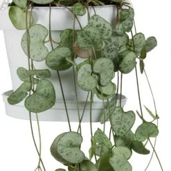 Ceropegia Woodii - String Of Hearts 23 Ceropegia Woodii - String Of Hearts -Garden Potted Plant Shop String Of Hearts Ceropegia Woodii Leaves