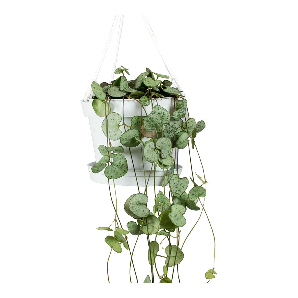 Ceropegia Woodii - String Of Hearts 9 Ceropegia Woodii - String Of Hearts - Image 9