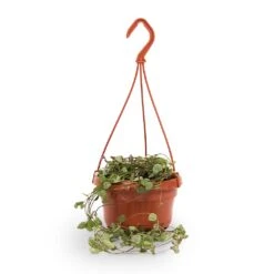 Ceropegia Woodii - String Of Hearts 27 Ceropegia Woodii - String Of Hearts -Garden Potted Plant Shop String of hearts 14x30cm withhanger