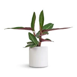 Puk Essentials Planter - Matt White -Garden Potted Plant Shop Stromanthe sanguinea Stripestar 12x40cm Puk Essentials Planter Matt White 15x15cm a76da8e0 1bc6 41ab 8e72 509005662afd
