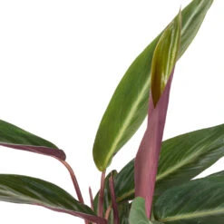 Stromanthe Sanguinea Stripestar -Garden Potted Plant Shop Stromanthe sanguinea Stripestar SWATCH 274bf956 e123 47fe 87d7 078ac95af2bd
