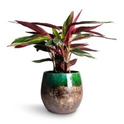 Lindy Plant Pot - Black Green -Garden Potted Plant Shop Stromanthe sanguinea Triostar 14x55cm Lindy Plant Pot Black Green 30x25cm e5554dac a1b2 4352 bb2c 474a343b8b3b