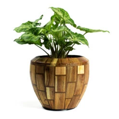 Facets Couple Planter - Jenga 15 Facets Couple Planter - Jenga -Garden Potted Plant Shop Syngonium nephphytis Arrow Arrow Plant Facets Couple Planter Jenga
