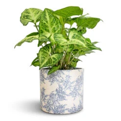 Lazzaro Plant Pot - Vintage Foliage 7 Lazzaro Plant Pot - Vintage Foliage -Garden Potted Plant Shop Syngonium nephthytis Arrow Arrow Plant 12x25cm Lazzaro Plant Pot Vintage Foliage 15x13cm 5ad375b8 0087 48fe a05d 07638e83d357