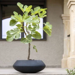 Tara Natural Bowl Planter - Black -Garden Potted Plant Shop TaraNaturalPlanter Black 2