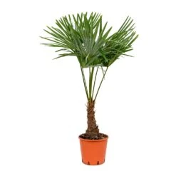 Trachycarpus Fortunei - Windmill Palm -Garden Potted Plant Shop Trachycarpus fortunei Windmill Palm 27x115cm
