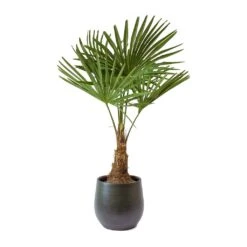 Trachycarpus Fortunei - Windmill Palm -Garden Potted Plant Shop Trachycarpus fortunei Windmill Palm Esra Dark Green Plant Pot