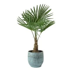 Trachycarpus Fortunei - Windmill Palm -Garden Potted Plant Shop Trachycarpus fortunei Windmill Palm Evi Antique Bronze Plant Pot