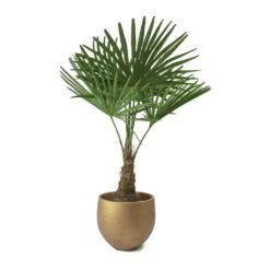 Trachycarpus Fortunei - Windmill Palm -Garden Potted Plant Shop Trachycarpus fortunei Windmill Palm Mini Orb Kevan Plant Pot Metallic Copper Plant Pot