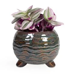 Dewi Plant Pot - Marrakesh 23 Dewi Plant Pot - Marrakesh -Garden Potted Plant Shop Tradescantia albiflora Nanouk Fantasy Venice 12x20cm Dewi Plant Pot Marrakesh 18x14cm ab7664e9 3f12 40d0 8c91 8405f298b238