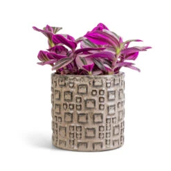Fiene Plant Pot - Grey -Garden Potted Plant Shop Tradescantia albiflora Nanouk Fantasy Venice 12x20cm Fiene Plant Pot Grey 14x14cm