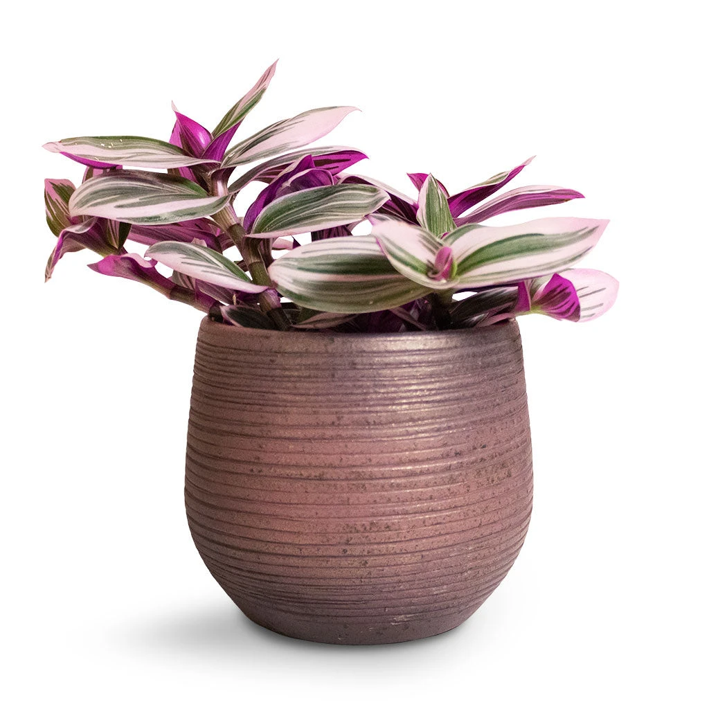 Lydia Plant Pot - Shiny Purple 15 Lydia Plant Pot - Shiny Purple - Image 15
