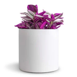Puk Essentials Planter - Matt White -Garden Potted Plant Shop Tradescantia albiflora Nanouk Fantasy Venice 12x20cm Puk Essentials Planter Matt White 15x15cm dd64377e 9d7b 4047 88a3 a6711f9be8f3