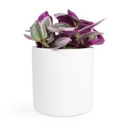 Puk Essentials Planter - Matt White -Garden Potted Plant Shop Tradescantia albiflora Nanouk Fantasy Venice 12x20cm Puk Planter Matt White 15x15cm 2940d00b 6251 497d 9103 546a7a0f0b47