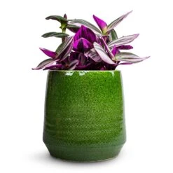 Remi Plant Pot - Green -Garden Potted Plant Shop Tradescantia albiflora Nanouk Fantasy Venice 12x20cm Remi Plant Pot Green 15x15cm