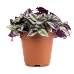 Tradescantia Zebrina - Inch Plant -Garden Potted Plant Shop Tradescantia zebrina Inch Plant 12x10cm