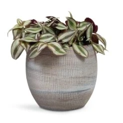 Dex Plant Pot - Earth -Garden Potted Plant Shop Tradescantia zebrina Inch Plant 12x10cm Dex Plant Pot Earth 19x16cm 6f8f2394 de96 4614 87e6 9cc037320325