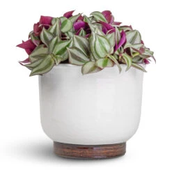 Jayla Plant Pot - White 10 Jayla Plant Pot - White -Garden Potted Plant Shop Tradescantia zebrina Inch Plant 12x10cm Jayla Plant Pot White 17x14cm 0a447714 fee5 4bec 8c3c c4219cec879b