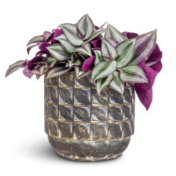 Tradescantia Zebrina - Inch Plant -Garden Potted Plant Shop Tradescantia zebrina Inch Plant 12x10cm Jim Plant Pot Earth 14x12cm
