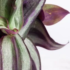 Tradescantia Zebrina - Inch Plant -Garden Potted Plant Shop Tradescantia zebrina Inch Plant SWATCH 2