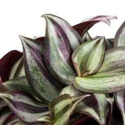 Tradescantia Zebrina - Inch Plant -Garden Potted Plant Shop Tradescantia zebrina Inch Plant SWATCH