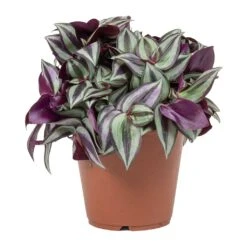 Tradescantia Zebrina - Inch Plant -Garden Potted Plant Shop Tradescantia zebrina Wandering Jew Small