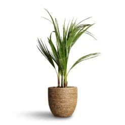 Cody Plant Pot - Straw Grass -Garden Potted Plant Shop Washingtonia robusta Mexican Fan Palm 15x60cm Cody Plant Pot Straw Grass 22x20cm d3f4bb83 8542 457f beb1 a8d44faa5594