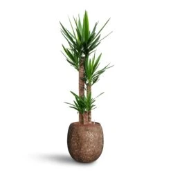 Garden Potted Plant Shop -Garden Potted Plant Shop Yucca Hydroculture 3 stems Polystone Coated Balloon Planter Rock 42 x 42cm 53e029df d1de 47e3 afd6 2a8dc49b8c0c