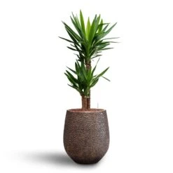 Opus Hit Darcy Planter - Gold -Garden Potted Plant Shop Yucca Hydroculture2 stems Opus Hit Darcy Planter Gold 38 x 42cm 04908255 b56c 4702 b908 58842c47f8b6