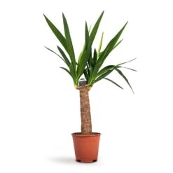 Yucca Elephantipes - Spineless Yucca -Garden Potted Plant Shop Yucca elephantipes Spineless Yucca 14x60cm