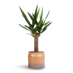 Yucca Elephantipes - Spineless Yucca -Garden Potted Plant Shop Yucca elephantipes Spineless Yucca 14x60cm Puro Ripple Plant Pot Peach 17x16cm 46a05443 b5cb 422b a2bf e59f8275c0eb