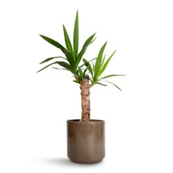 Yucca Elephantipes - Spineless Yucca -Garden Potted Plant Shop Yucca elephantipes Spineless Yucca 14x60cm Remmi Glaze Plant Pot Mocha 16x16cm 1c6be7b0 2591 4983 ae2e 27dbbf498880