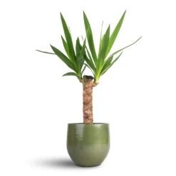 Yucca Elephantipes - Spineless Yucca -Garden Potted Plant Shop Yucca elephantipes Spineless Yucca 14x60cm Zembla Plant Pot Green 18x16cm cfe1428c 99d3 4149 850d db0f952095ec