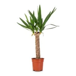 Yucca Elephantipes - Spineless Yucca -Garden Potted Plant Shop Yucca elephantipes Spineless Yucca 17x70cm