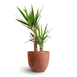 Yucca Elephantipes - Spineless Yucca -Garden Potted Plant Shop Yucca elephantipes Spineless Yucca 17x75cm 2 stems Bola Artstone Plant Pot Oak 28x24cm 3e7d453a 49ea 4953 8e21 75e7ec01425d