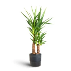 Yucca Elephantipes - Spineless Yucca -Garden Potted Plant Shop Yucca elephantipes Spineless Yucca 17x75cm 2 stems Erik Plant Pot Denim 20x18cm 12172a6c d381 4af3 b9f2 aad55de4736f