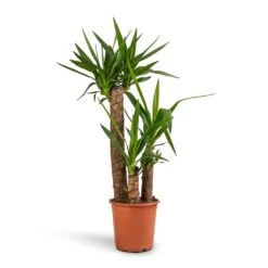 Yucca Elephantipes - Spineless Yucca -Garden Potted Plant Shop Yucca elephantipes Spineless Yucca 21x100cm 3stems